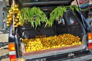 Tirta_Empul_cytrusowe_auto.jpg