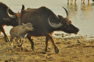 kopytne_yala_sri_lanka.jpg