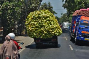transport_tytoniu_Lombok.jpg