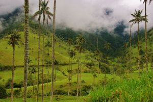 cocora_valley.jpg