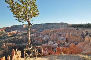 1_bryce_canyon_drzewko.jpg