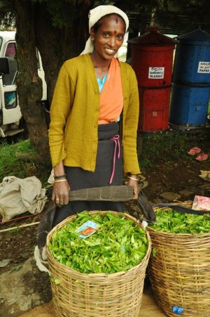 zbieraczka_pion_portret_nuwella_sri_lanka.jpg