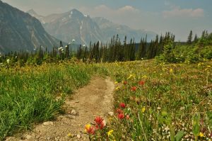 Edith_cambell_meadow_trail_6.jpg