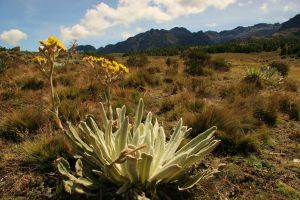 wenezuela_sierra_nevada.jpg