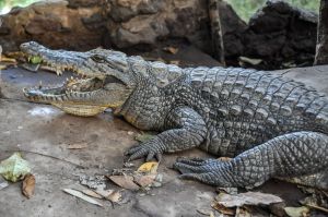 Bakau Kachikally  Crocodile Pool.jpg