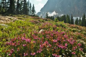 Edith_Cambell_Meadow_trail.jpg