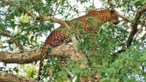 leopard_yala_sri_lanka.jpg