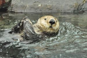 Vancouvr_aquarium_wydra_1.jpg