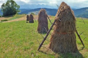 sianokosy_Tatry_13.jpg