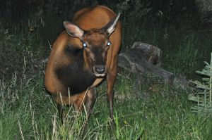 Jasper_NP_elk.jpg