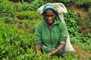 herbarciarka_portret_sri_lanka.jpg