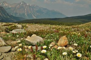 Edith_cambell_meadow_trail_2.jpg