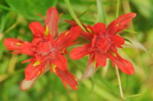 Edith_Cambell_meadow_trail_7.jpg