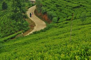 droga_plantacja_lovers_loop_sri_lanka.jpg