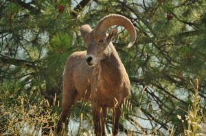 big_horn_sheep_samiec.jpg