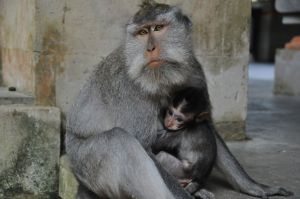 Malpi_Gaj_mama_z_dzieckiem_Ubud_Bali.jpg