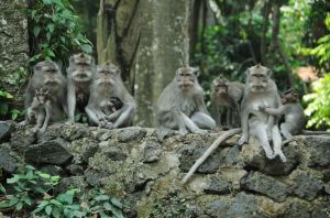 Mapi_Gaj_rodzinnie_Ubud_Bali.jpg