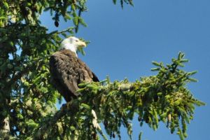 Pacific_Rim_NP_orzel.jpg