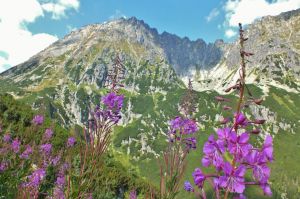 tatry_droga_do_5_staww.jpg