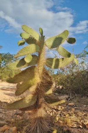 Bahia_de_Las_Aquillas_kaktus.jpg