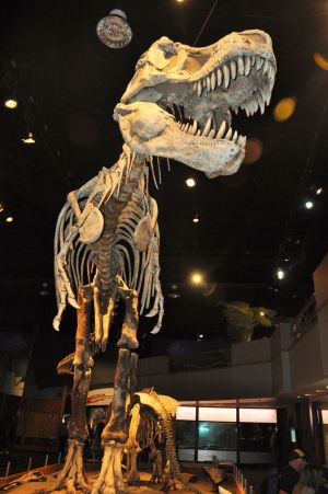 Tyrell_Museum_dino_3.jpg