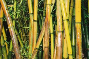 bambusy.jpg