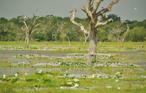 jezioro_yala_sri_lanka.jpg