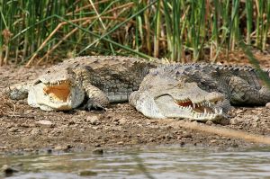 krokodyle.jpg